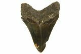 Serrated, Fossil Megalodon Tooth - North Carolina #328250-2